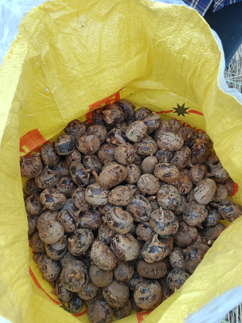 广西马蹄，荸荠，珍珠马蹄，水果马蹄