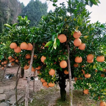 纽合尔脐橙