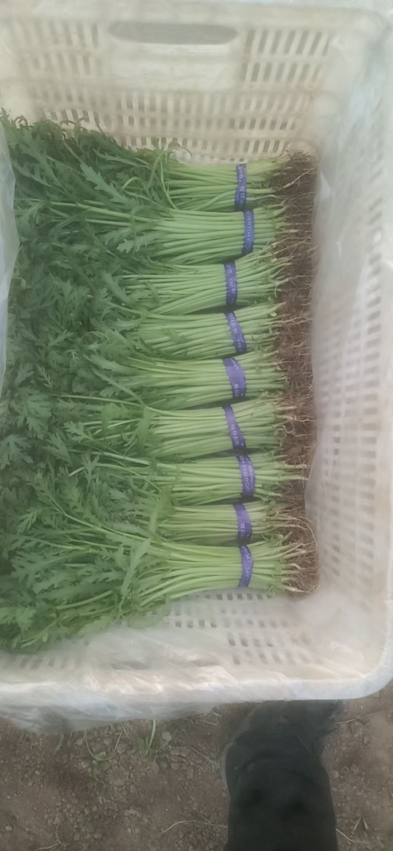 精品茼蒿