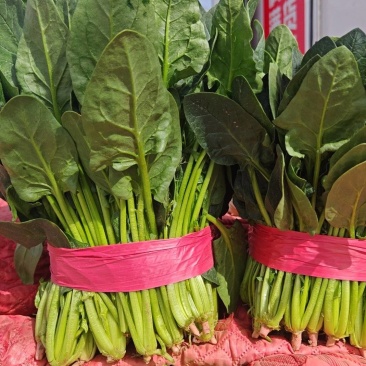大叶菠菜