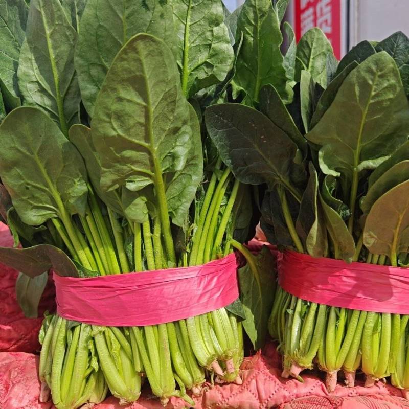 大叶菠菜