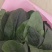 大叶菠菜