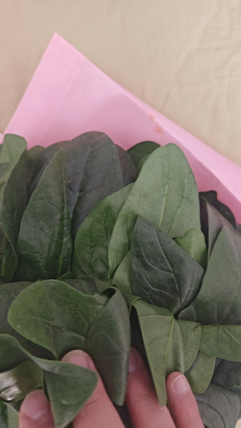 大叶菠菜