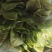 大叶菠菜