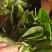 大叶菠菜