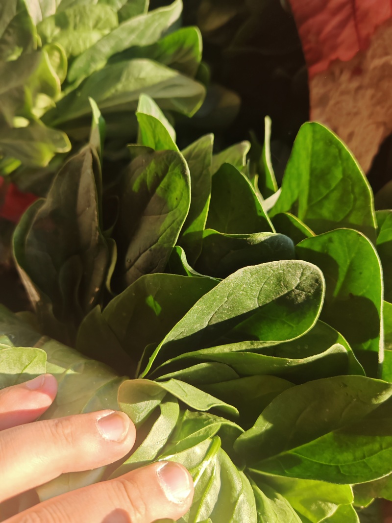 大叶菠菜
