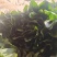大叶菠菜
