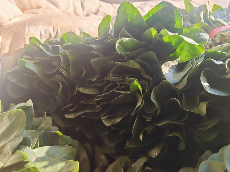 大叶菠菜