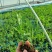 精品穴盘豌豆种，带土发货，不伤根须，现挖现发对接电商