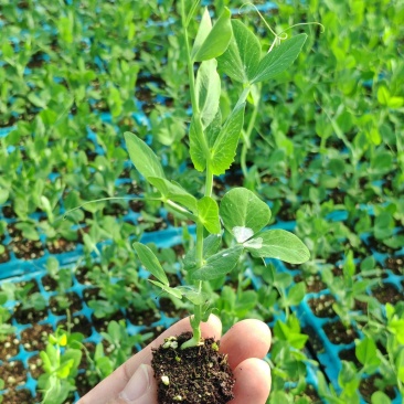 精品穴盘豌豆种，带土发货，不伤根须，现挖现发对接电商