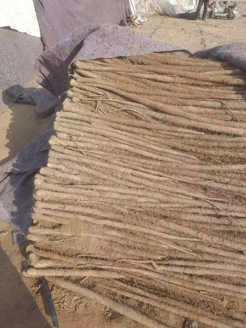 铁棍山药大量上市！！！产地直采！！！切片厂货大量有！！！