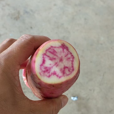 云南高原七彩土豆