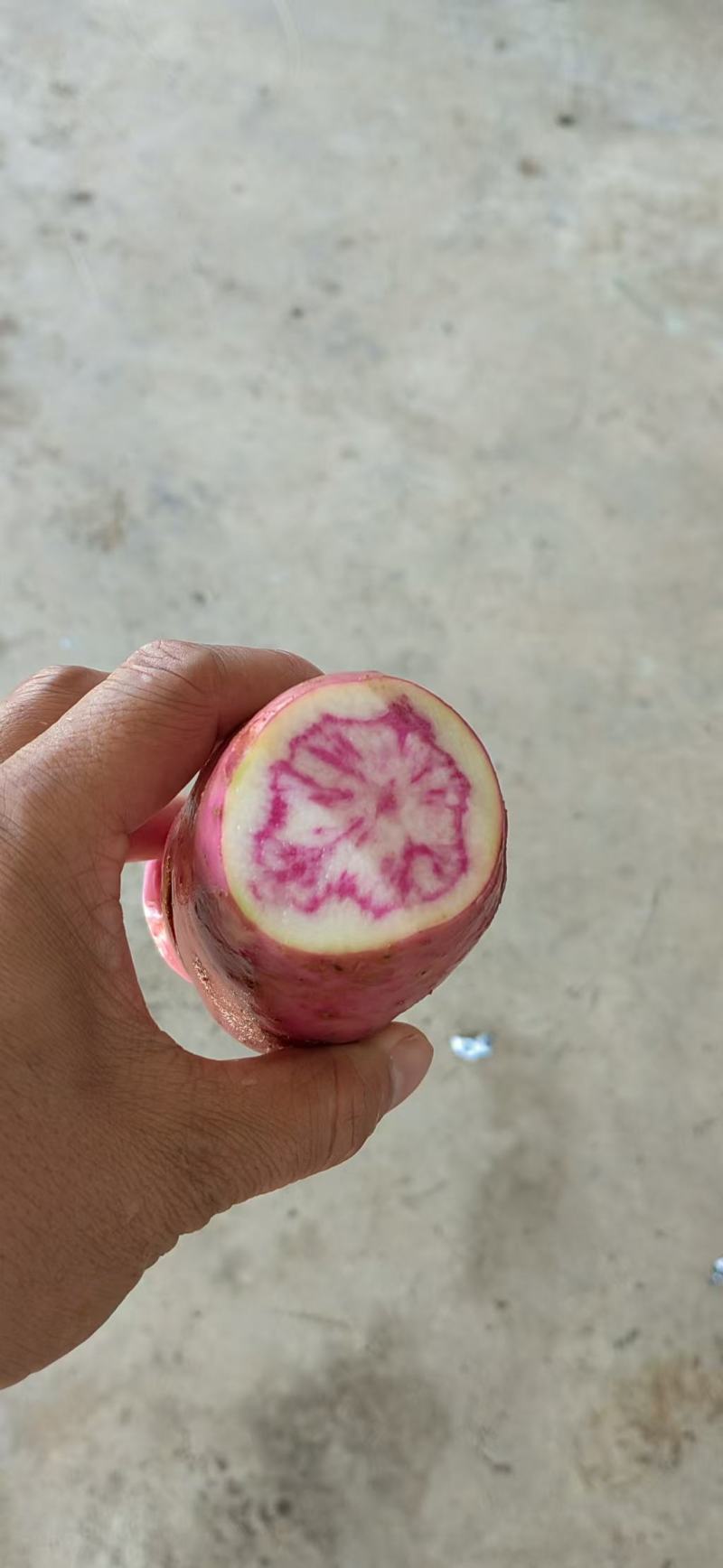 云南高原七彩土豆