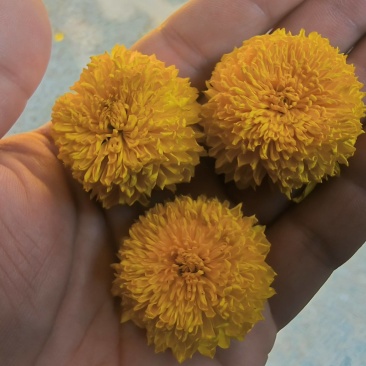 精品陶菊