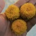精品陶菊