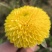 精品陶菊