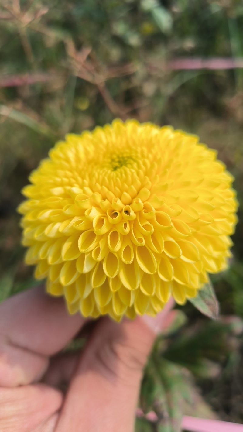 精品陶菊