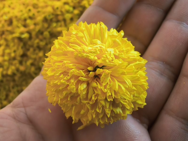 精品陶菊