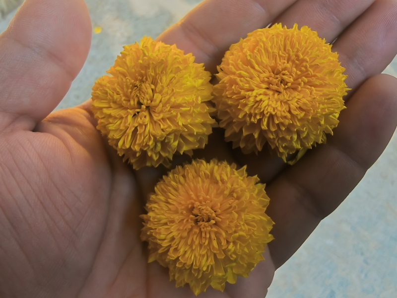 精品陶菊