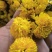 精品陶菊