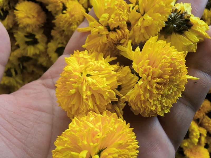 精品陶菊