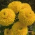 精品陶菊
