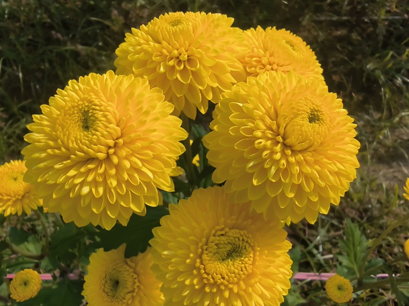 精品陶菊