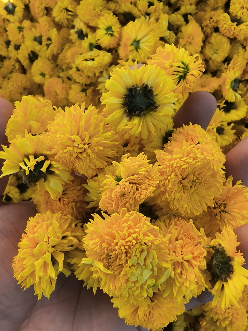 精品陶菊