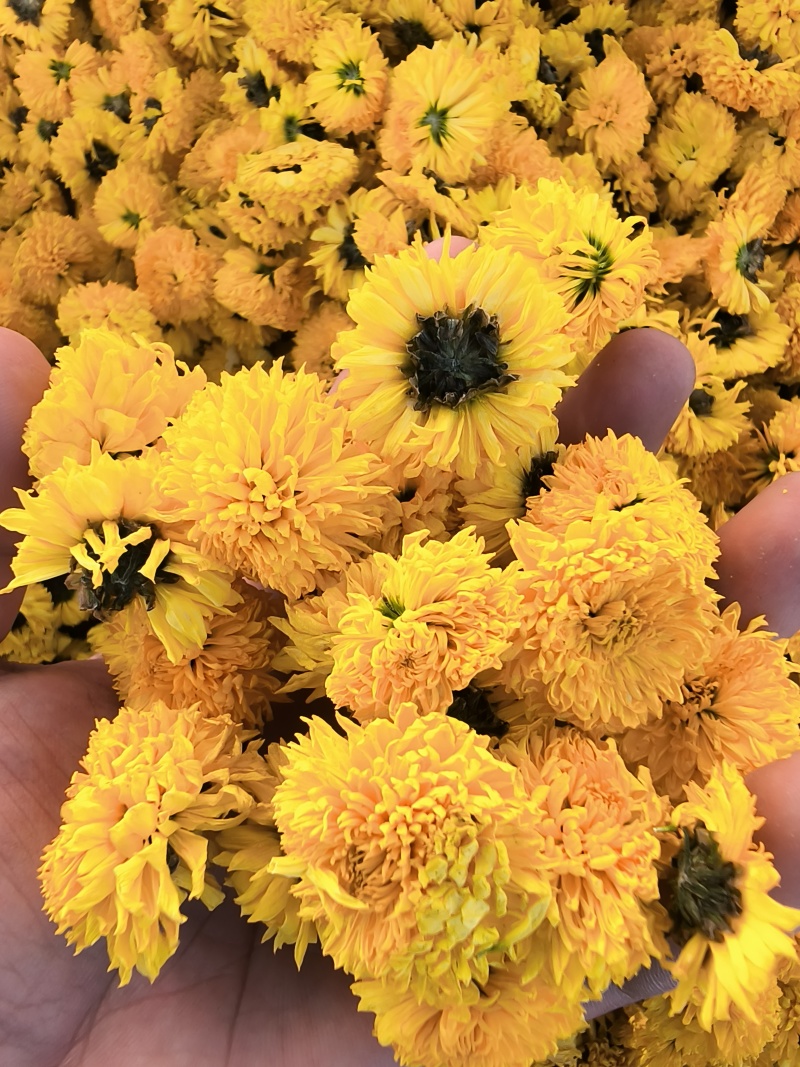 精品陶菊