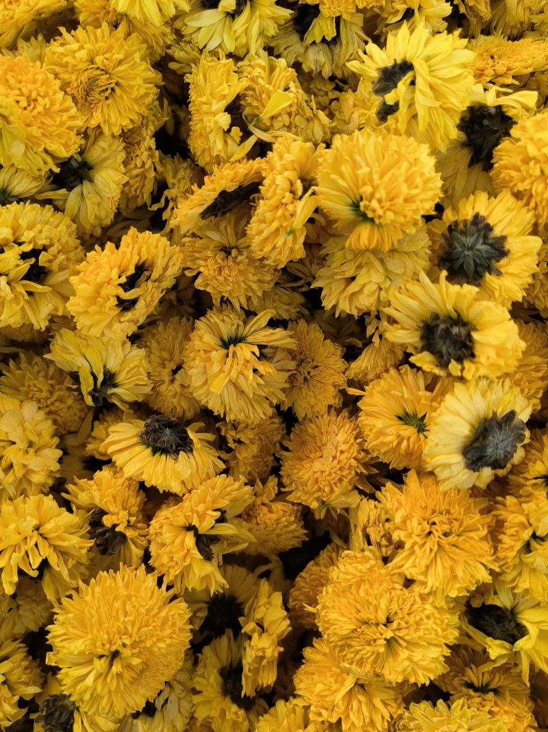 精品陶菊