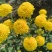 精品陶菊