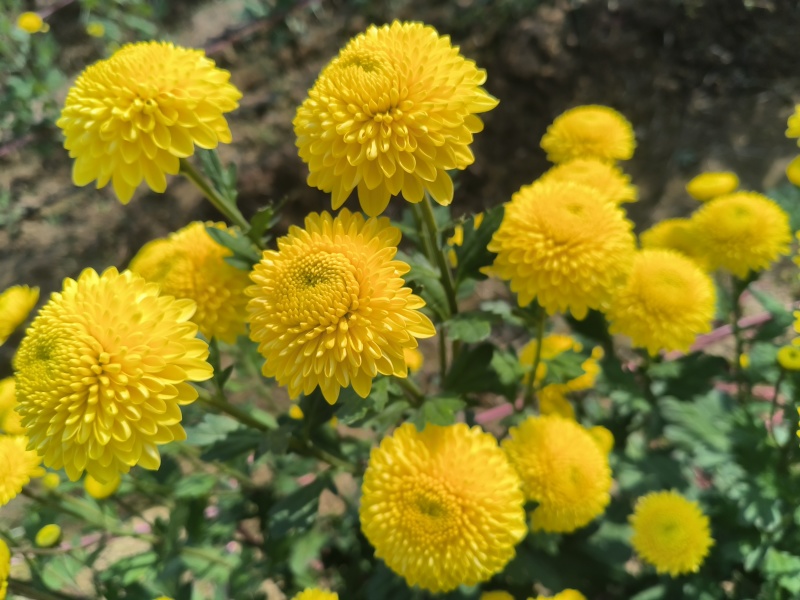 精品陶菊