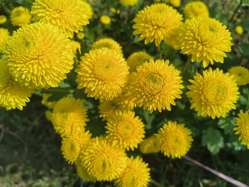 精品陶菊