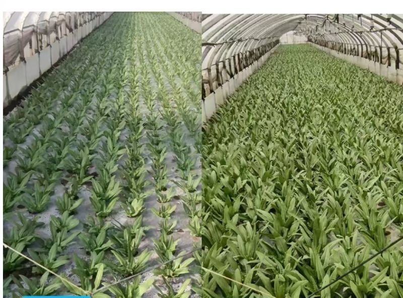 菲旺叶氨基酸叶面肥