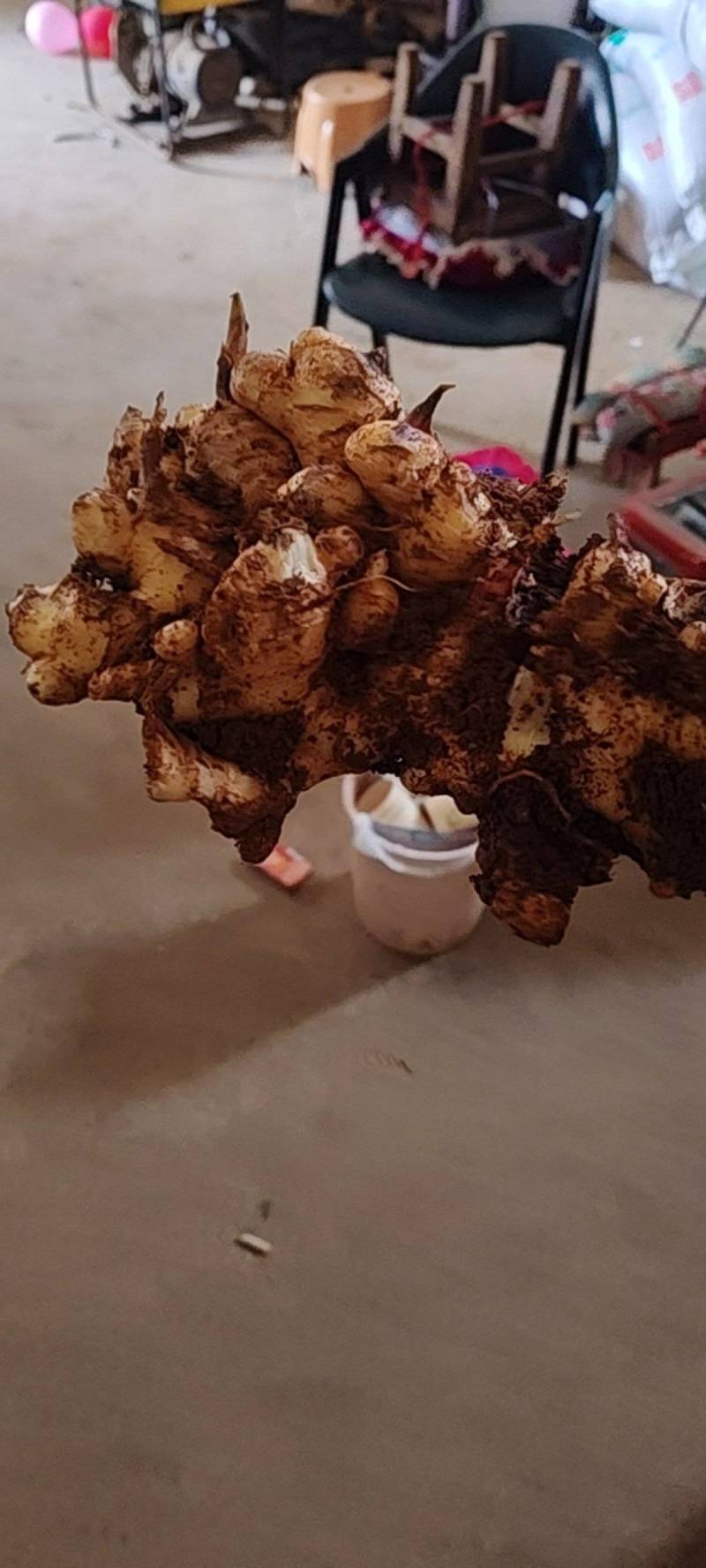 罗平小黄姜味道更浓精品生姜产地直发欢迎选购