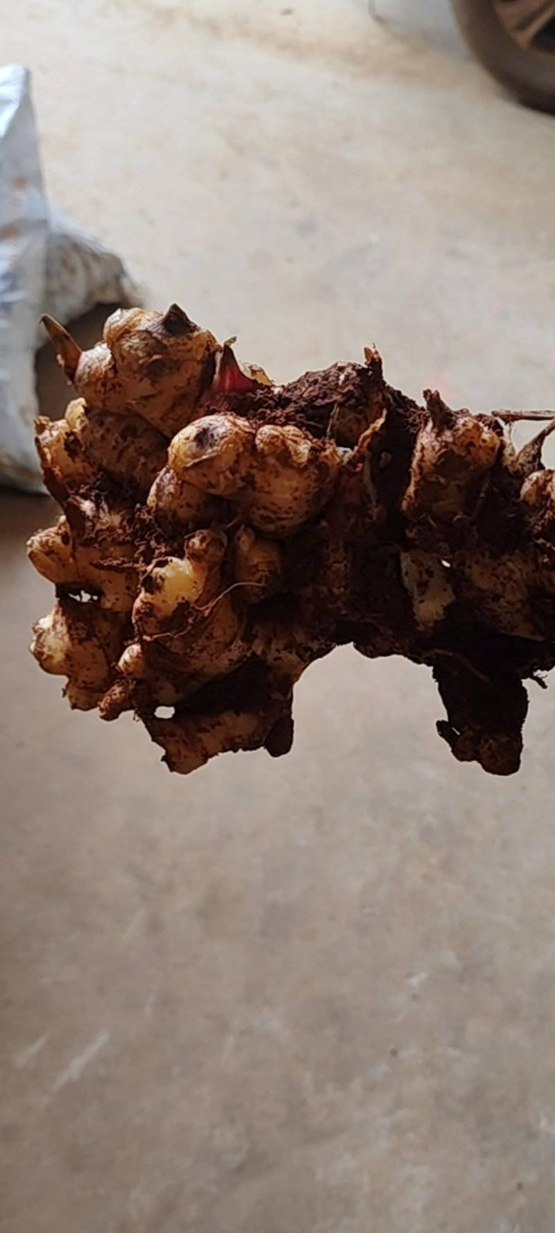 罗平小黄姜味道更浓精品生姜产地直发欢迎选购
