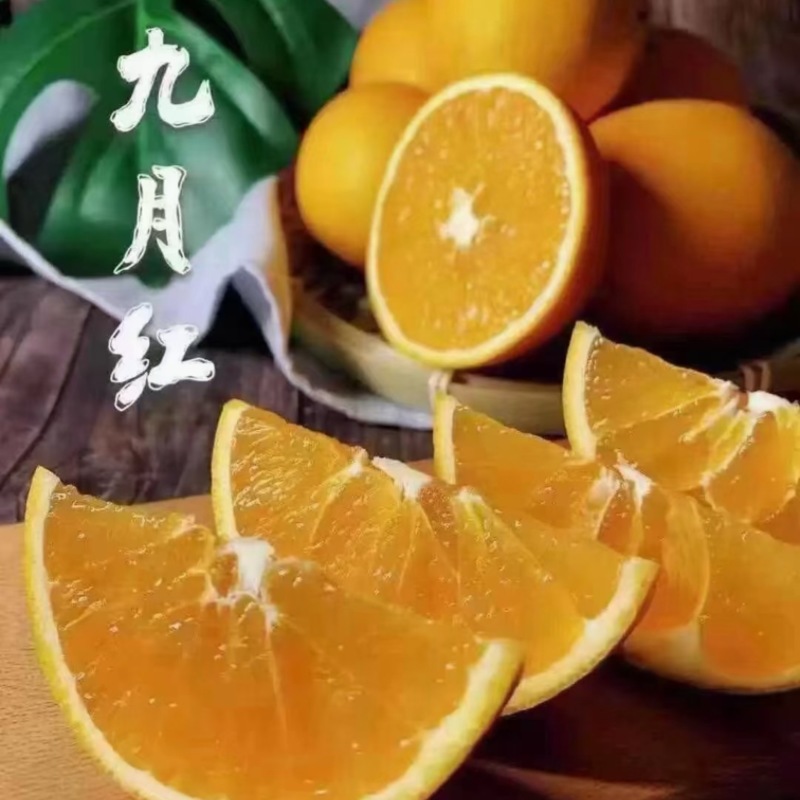 湖北秭归九月红果冻橙，产地一手货源，皮薄多汁，可吸的的