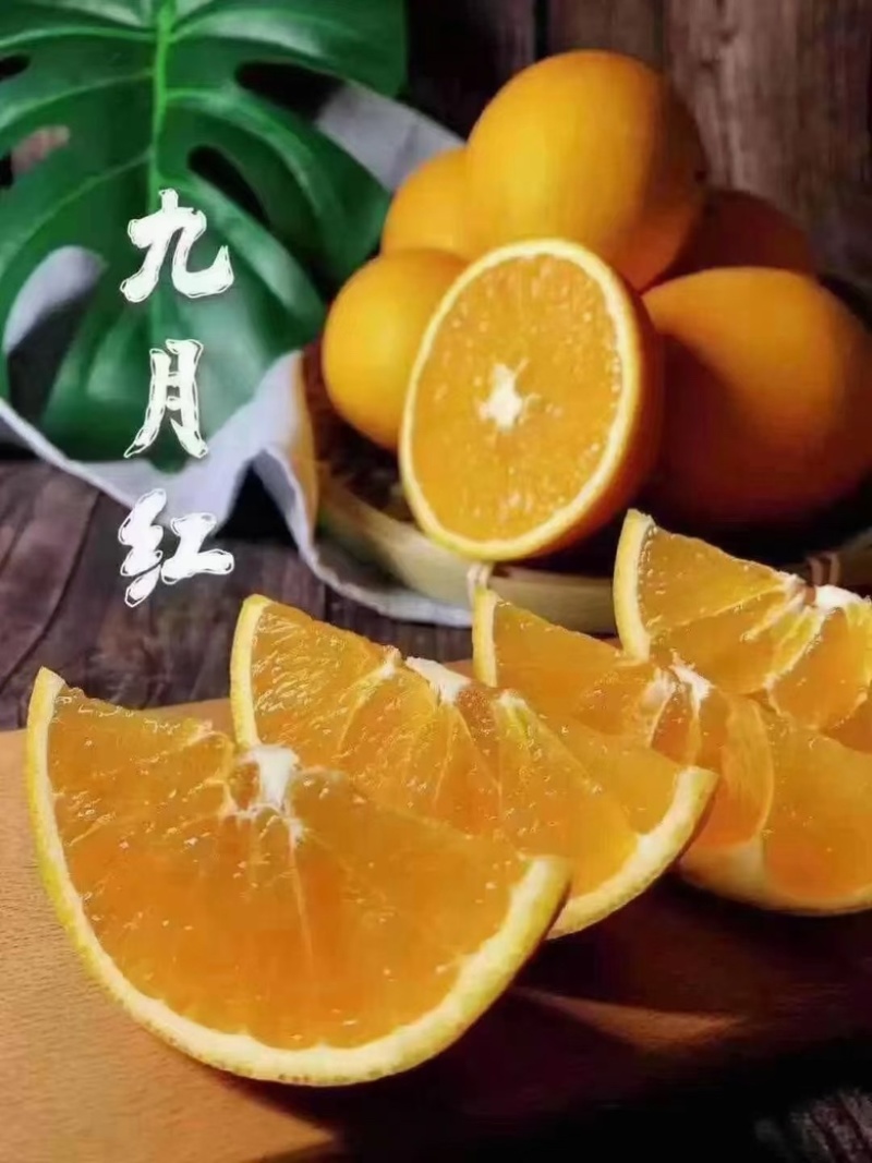 湖北秭归九月红果冻橙，产地一手货源，皮薄多汁，可吸的的