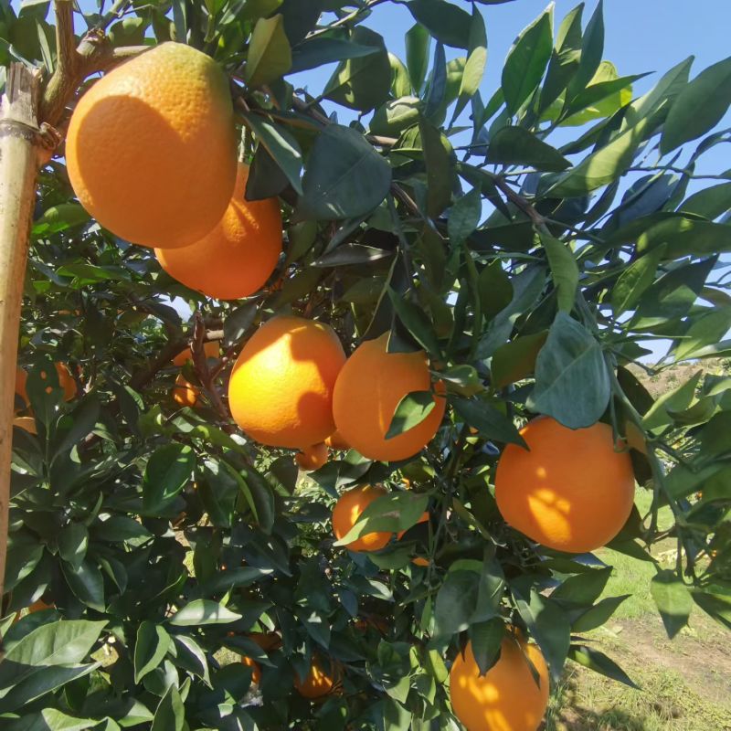 热销产地直发正宗湖南麻阳冰糖橙