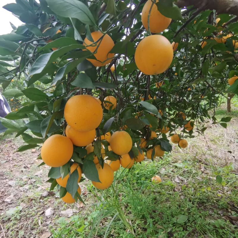 热销产地直发正宗湖南麻阳冰糖橙