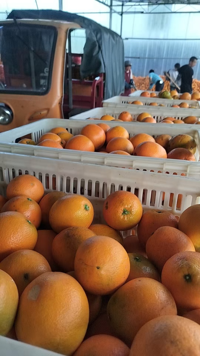 热销产地直发正宗湖南麻阳冰糖橙