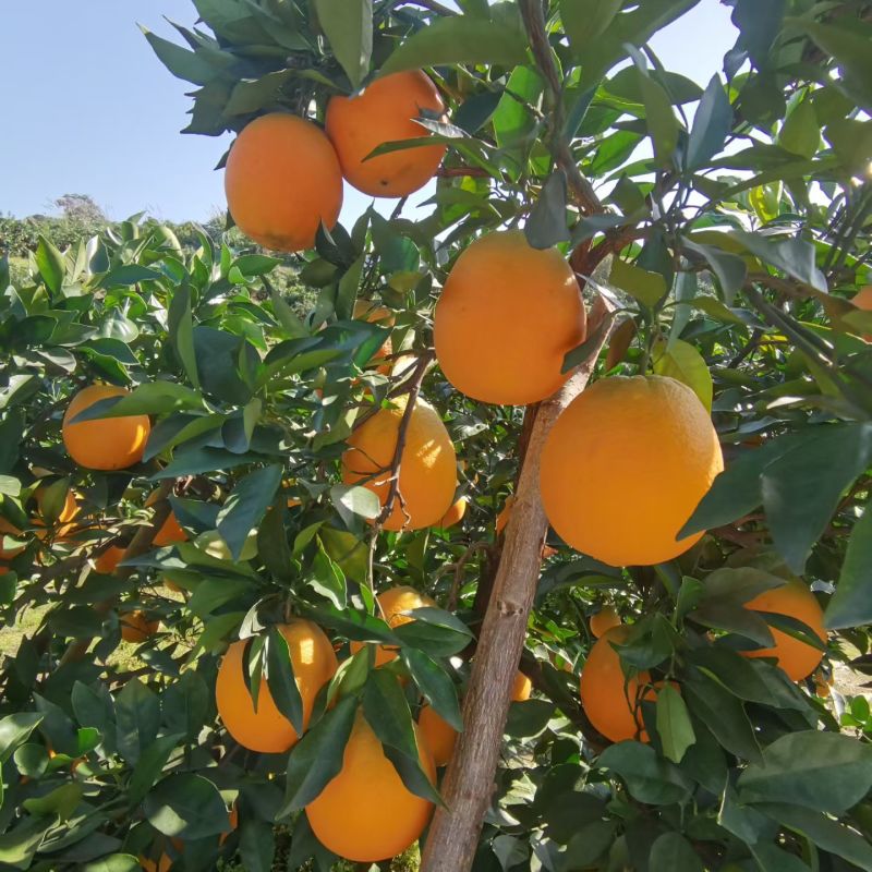 热销产地直发正宗湖南麻阳冰糖橙