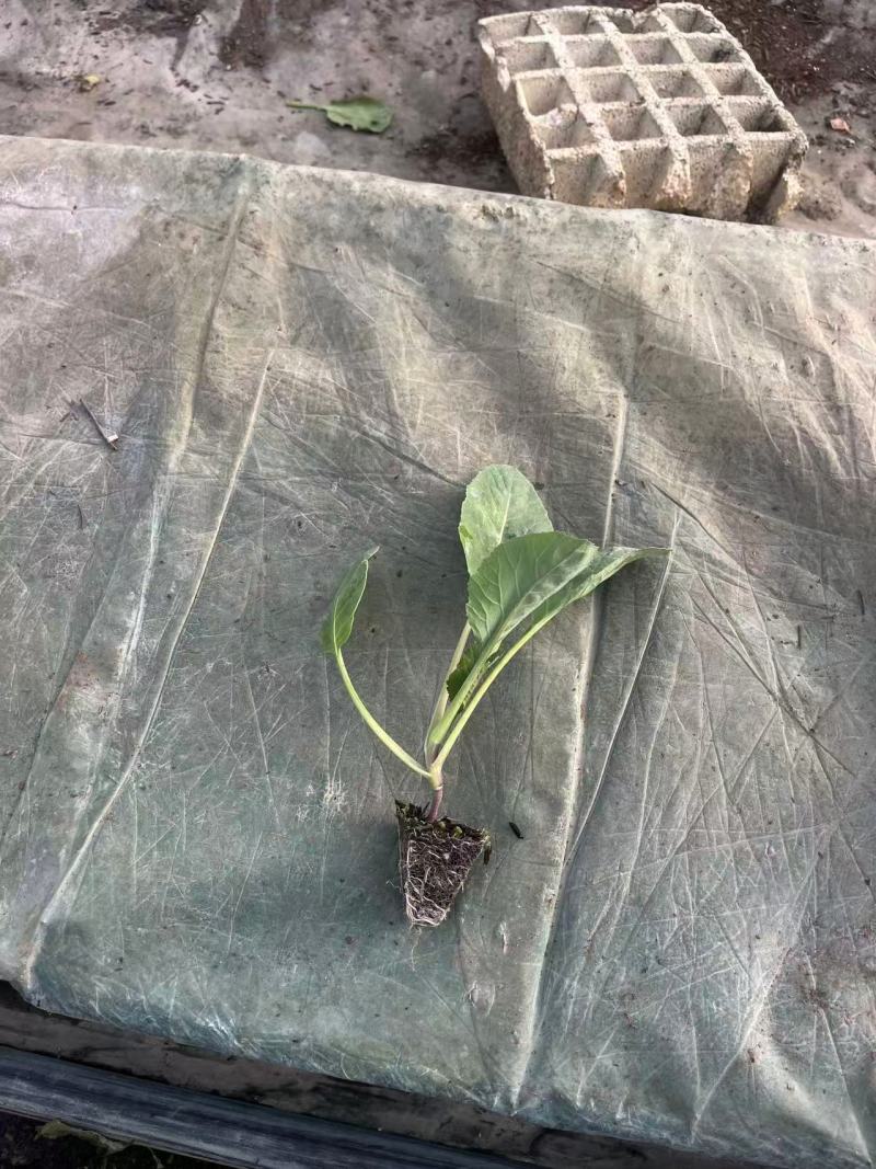 甘蓝种苗先甘097种苗种苗基地直供量大从优