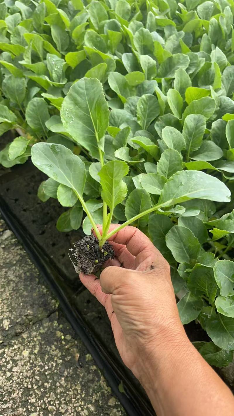 甘蓝种苗先甘097种苗种苗基地直供量大从优