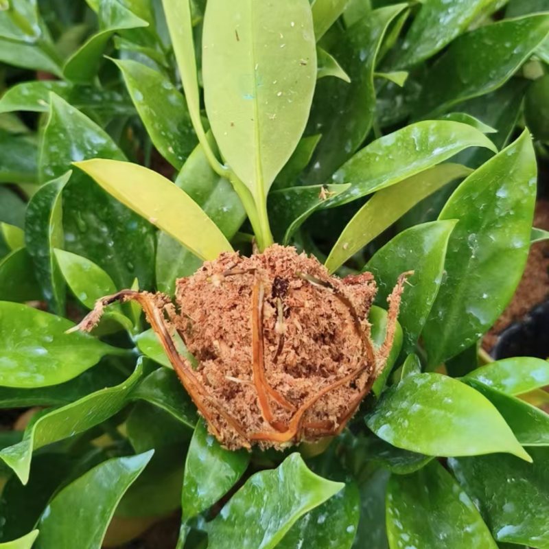 非洲茉莉苗筛苗新鲜！现货，送货上门挑选出货！
