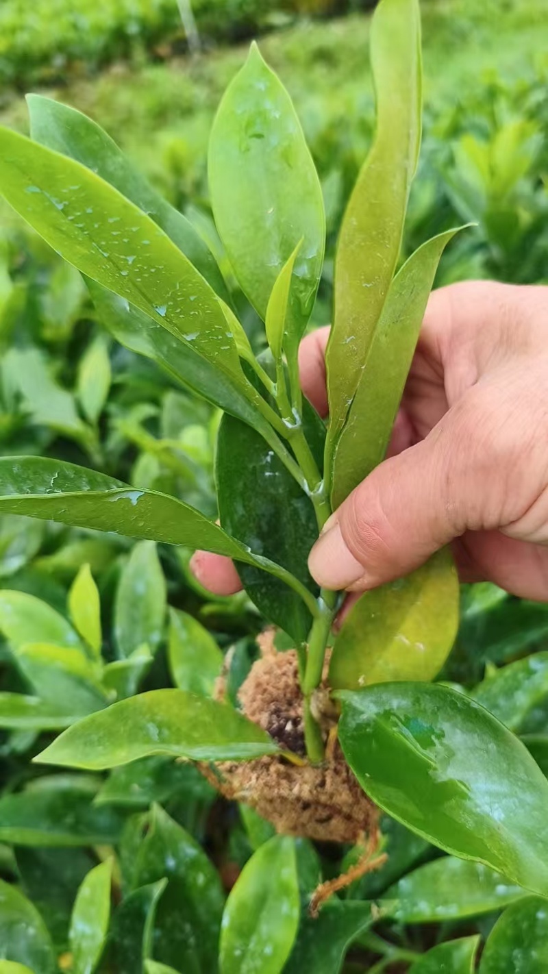 非洲茉莉苗筛苗新鲜！现货，送货上门挑选出货！