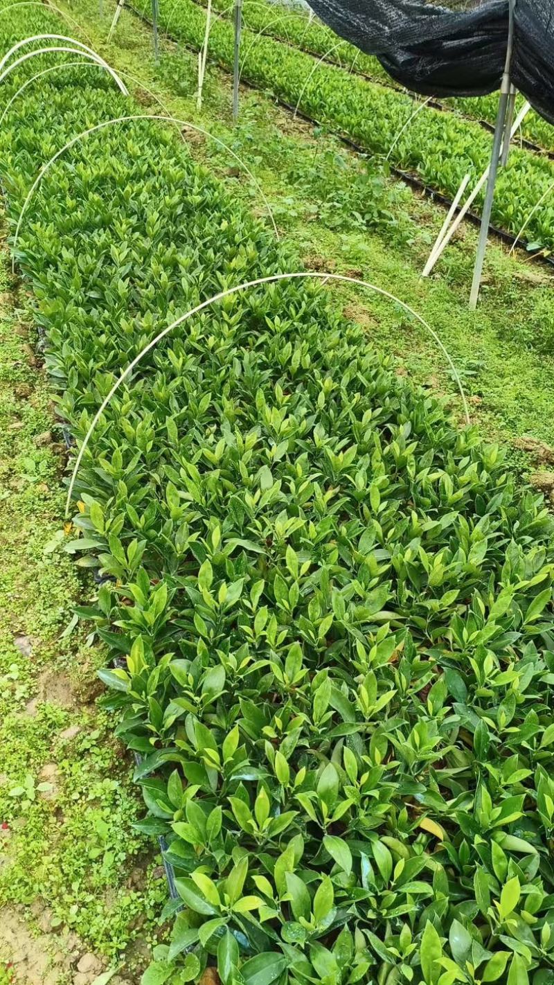 非洲茉莉苗筛苗新鲜！现货，送货上门挑选出货！