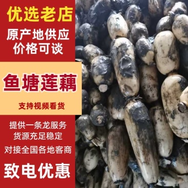 精品莲藕甩卖大量白藕量大从优品质保证，欢迎来电