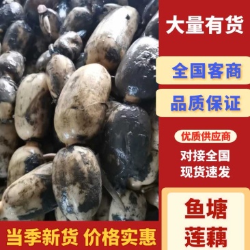 新鲜莲藕有需要可以冲水洗藕大小老板都可以咨询