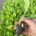 松花菜苗松花菜种苗量大从优量大直供欢迎采购